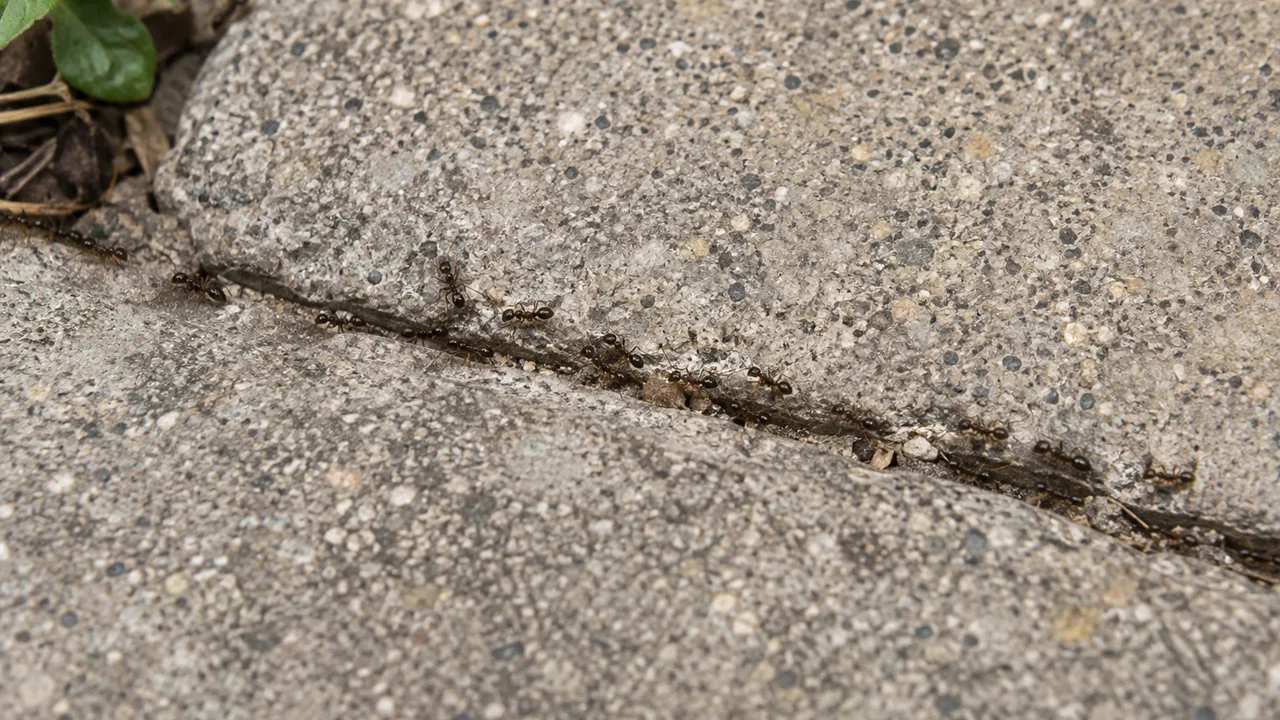 Small ant trail along a joint in a residential concrete patio