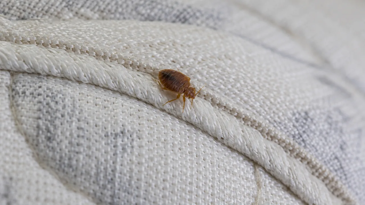 A small brown bed bug at a stitched mattress seam
