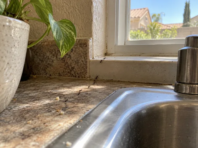 Small ant trail along a kitchen window and sink in a Southern California home