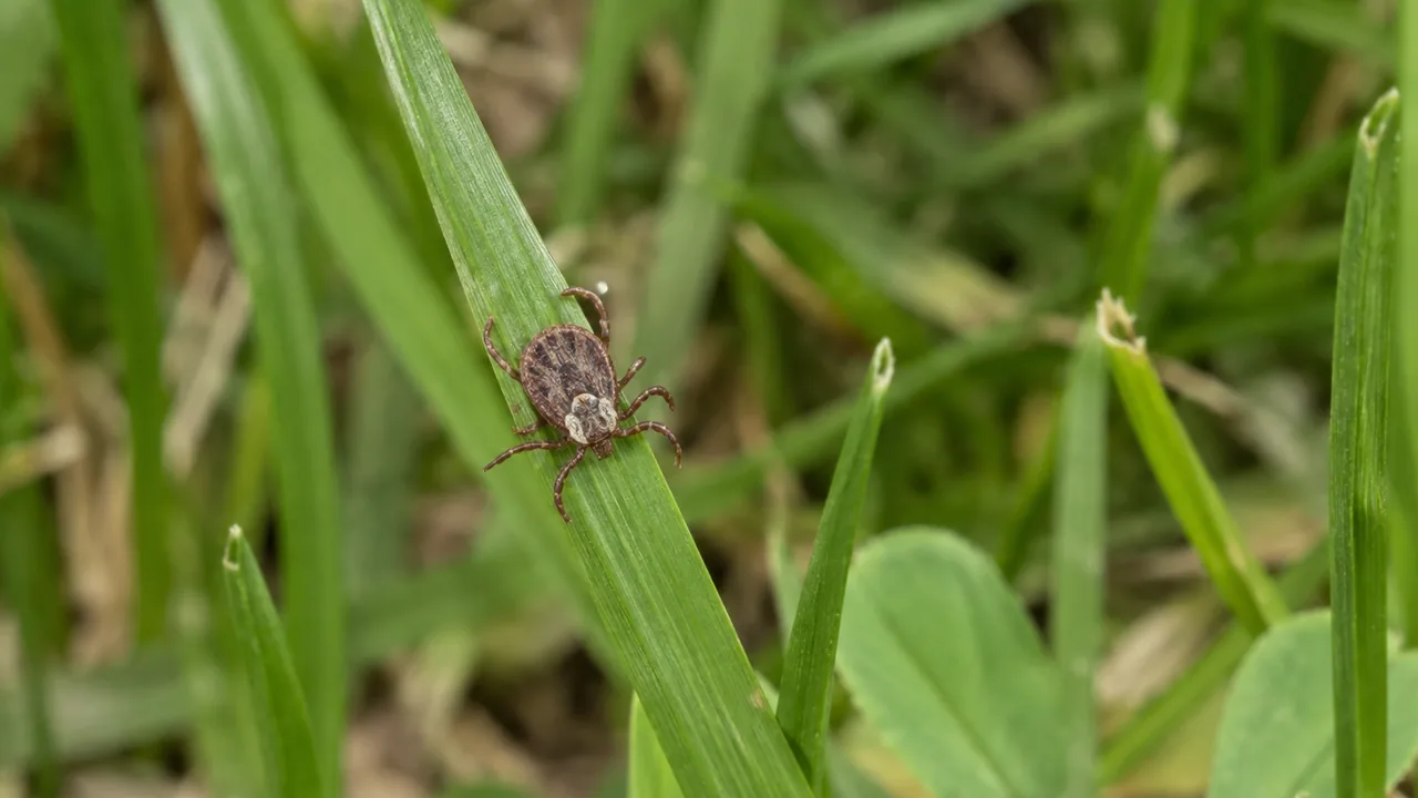 A small brown tick on a grass blade in a backyard