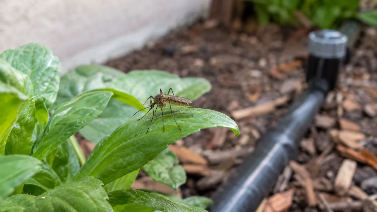 A mosquito resting on a leaf near backyard irrigation