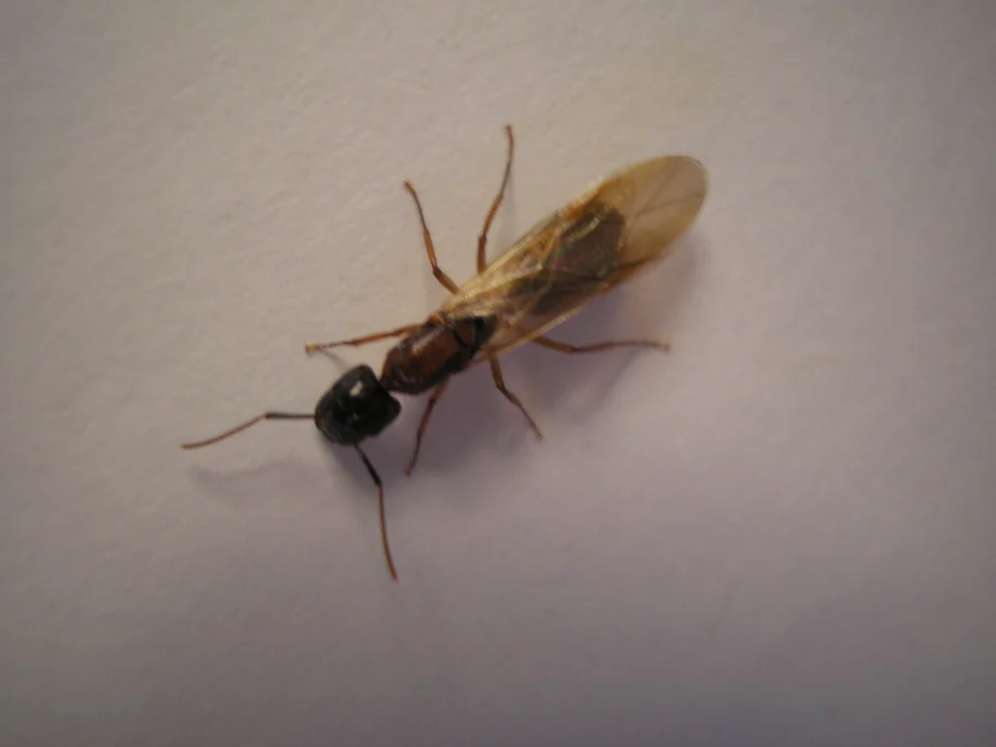 Winged ant; species not established by the source