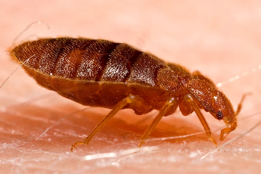 Adult bed bug feeding; CDC reference photograph