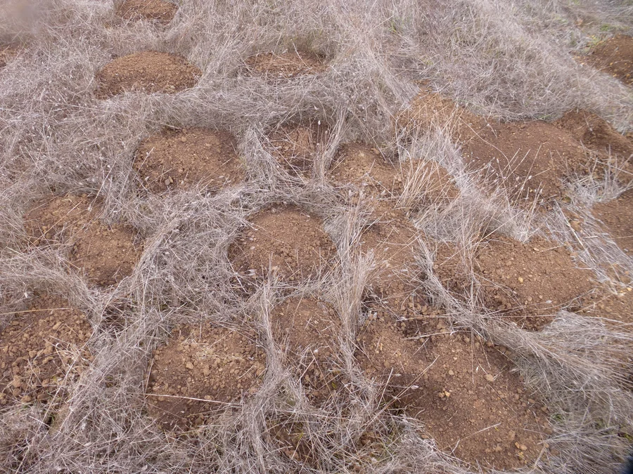 Camas pocket-gopher mounds; reference example, not a Palmdale yard