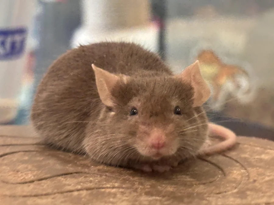Adult house mouse, reference photograph