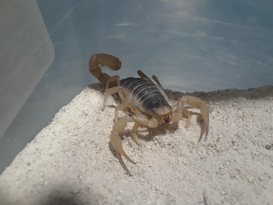 Giant hairy scorpion (Hadrurus arizonensis), reference specimen