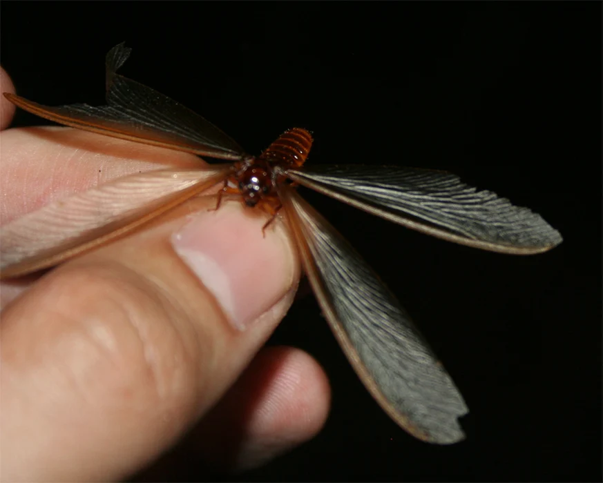 Winged termite photographed in Botswana; comparison of general body features