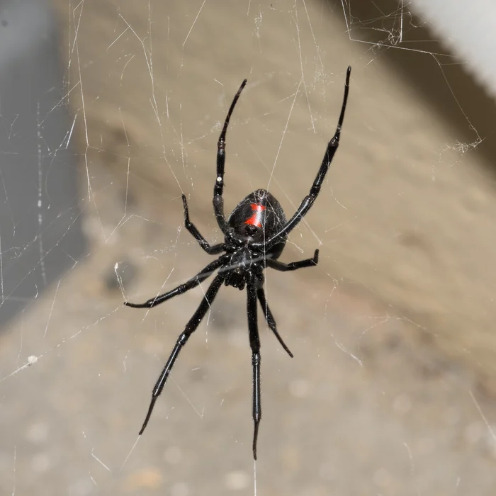 Female western black widow photographed in San Jose, California