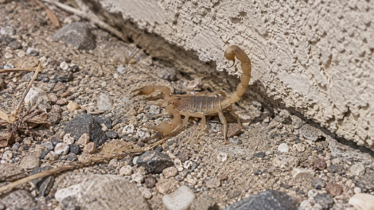 A small tan scorpion on gravel beside a stucco foundation